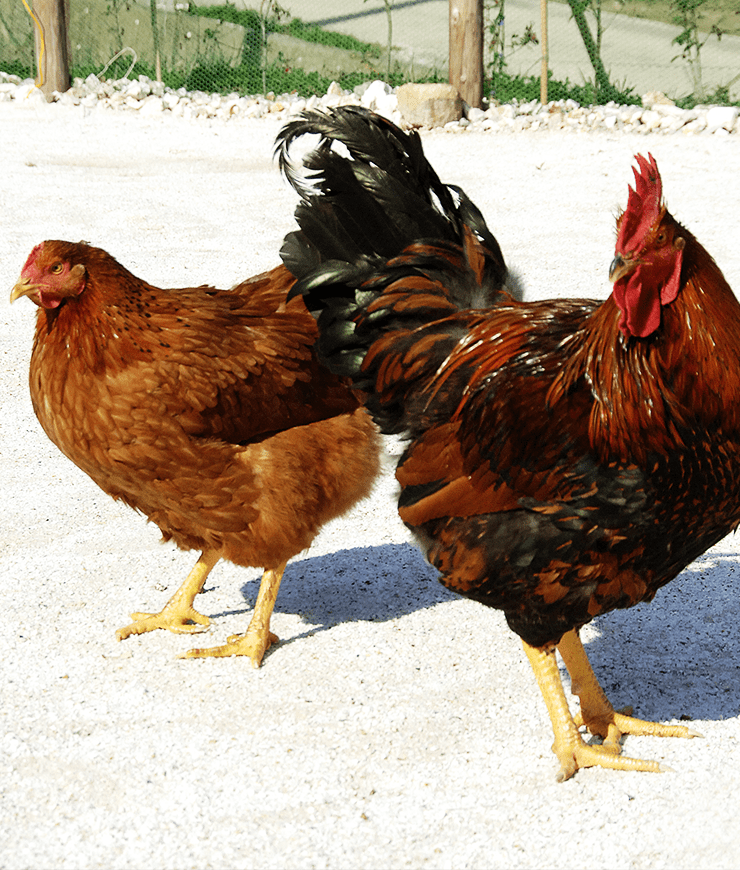 Amakusadaiou - the Regional Pedigree Chicken Breed of Kamiamakusa