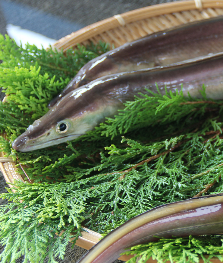 “The Gold Rush of the Conger Eel World Is Here!!”