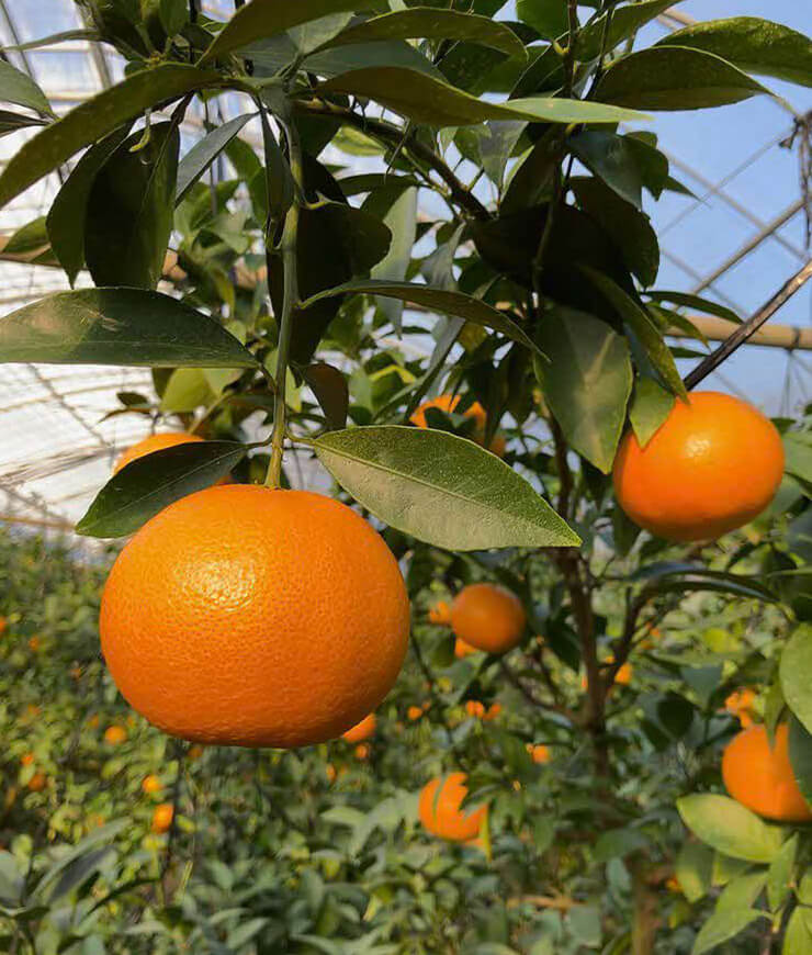 Unparalleled Tastiness of Amakusa Citrus in Amakusa