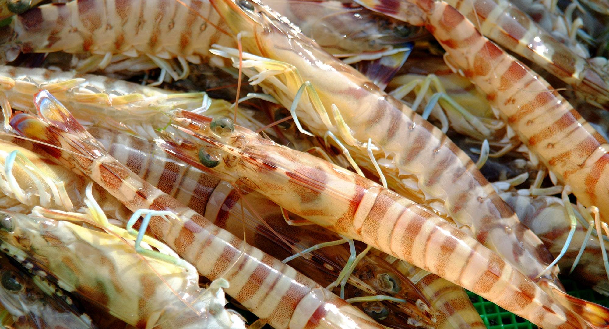 Eat Kuruma Shrimp Live While It Is Still Moving with the Highest Level of Freshness! その1