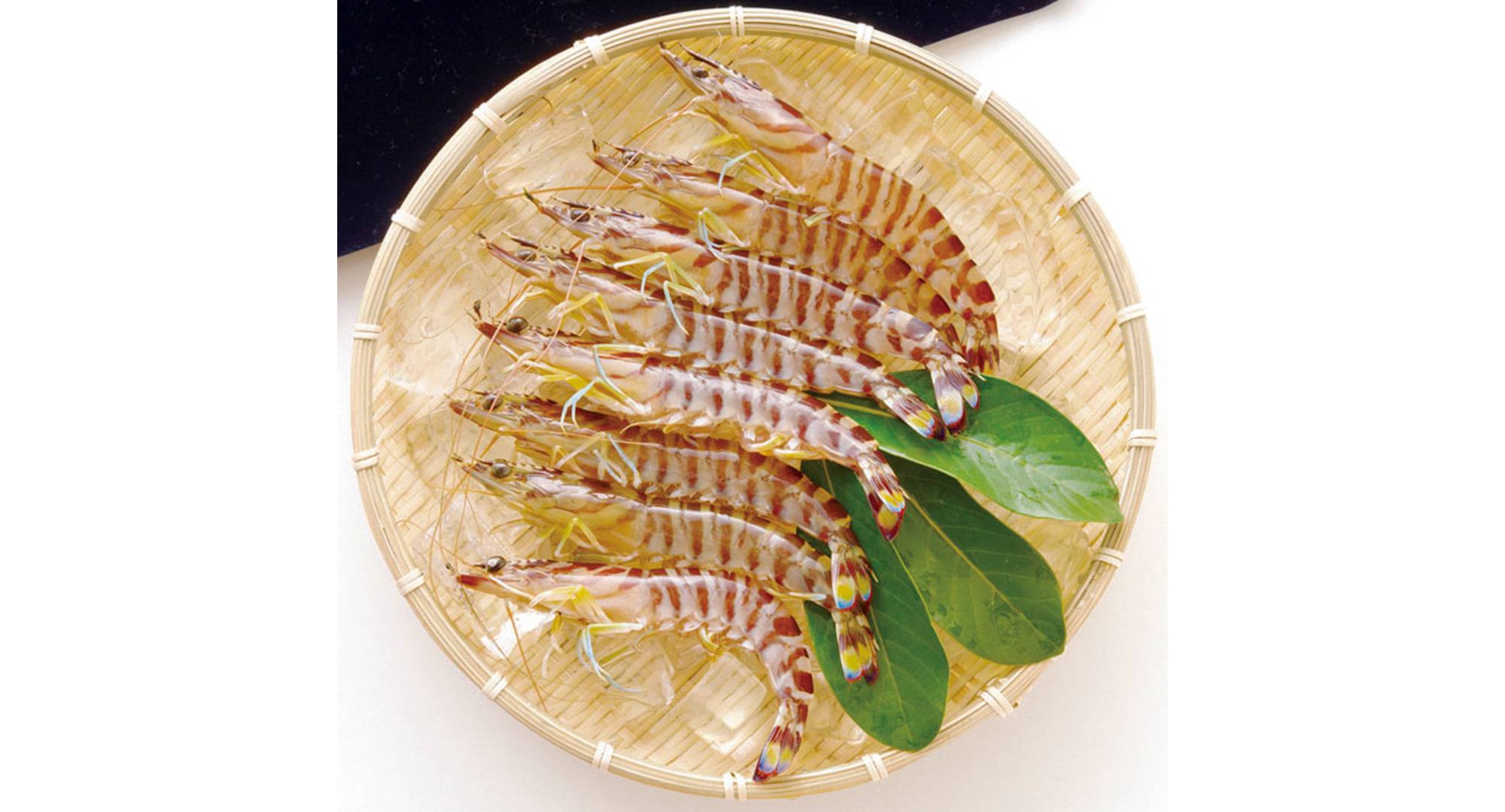 Eat Kuruma Shrimp Live While It Is Still Moving with the Highest Level of Freshness! その2