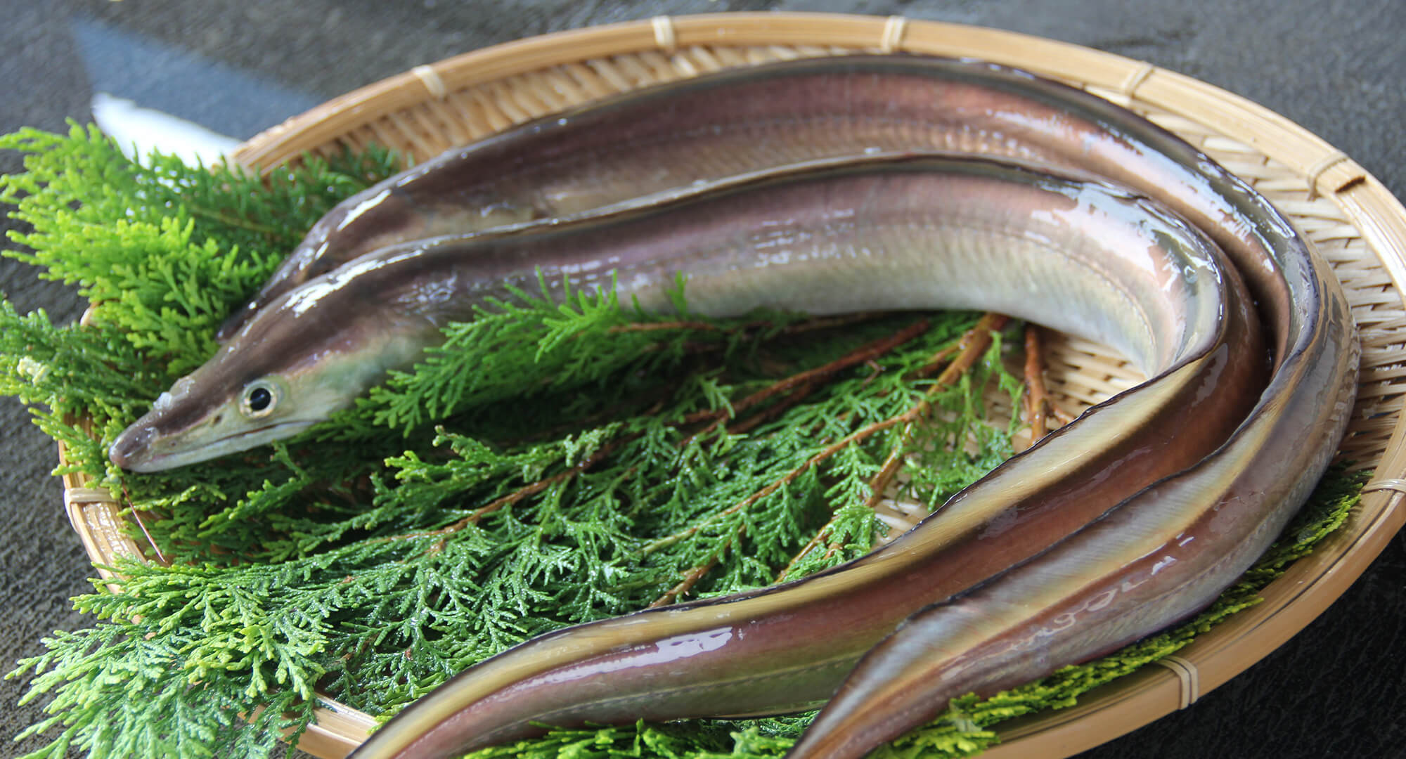 갯장어 계의 골드러시, 여기에 있습니다! その1