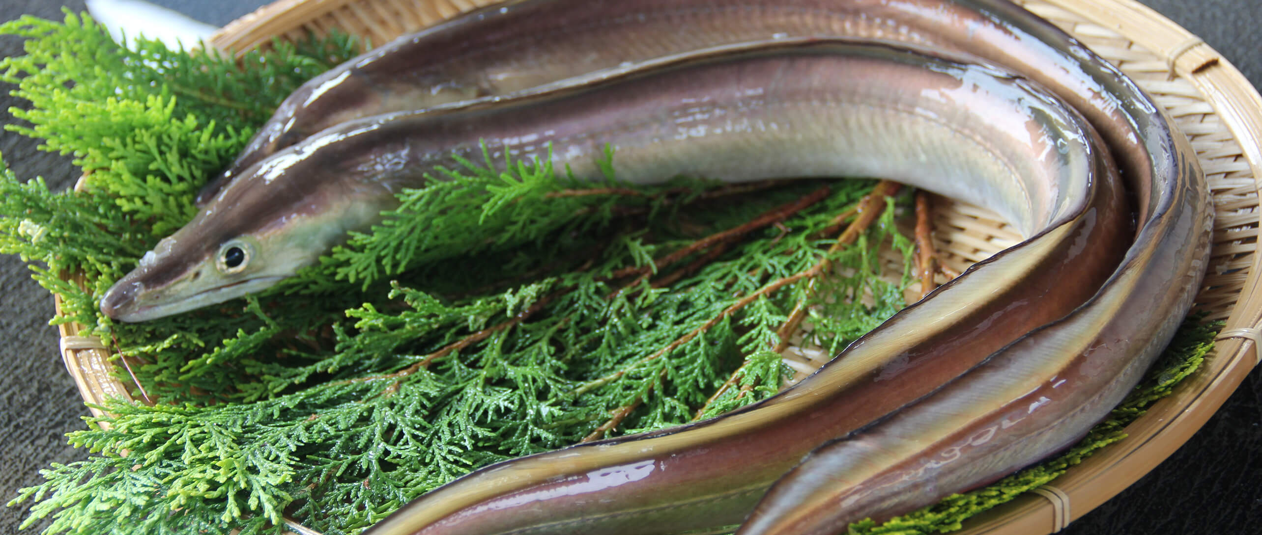 갯장어 계의 골드러시, 여기에 있습니다!