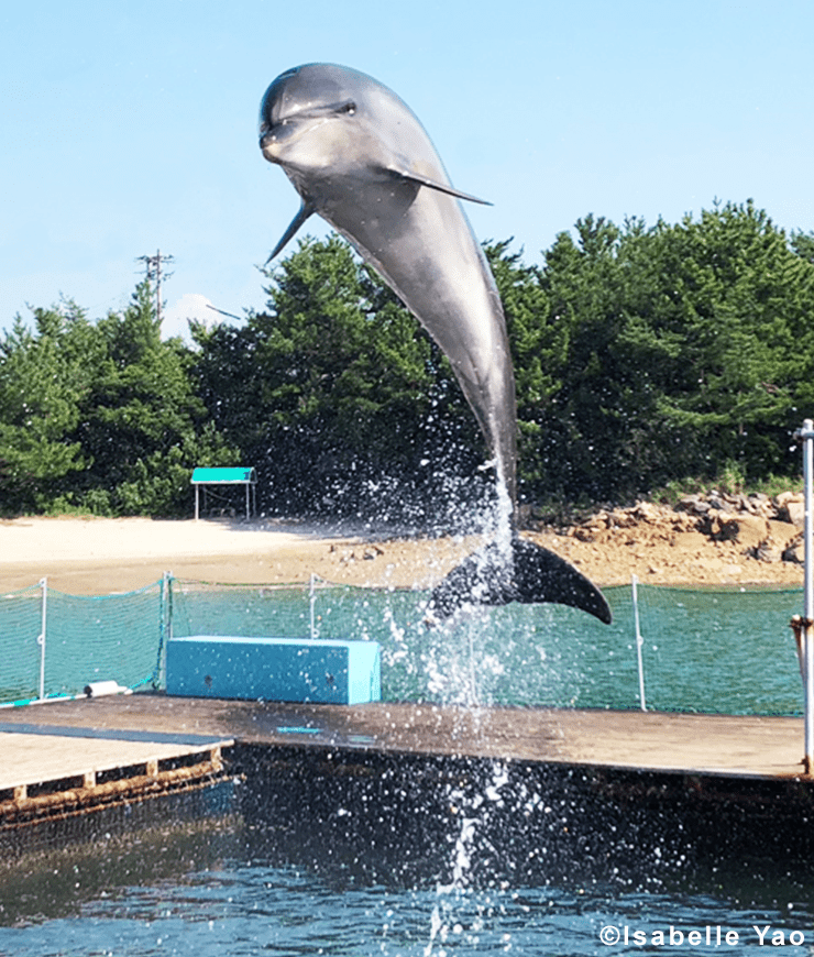 与海豚零距离的水族馆