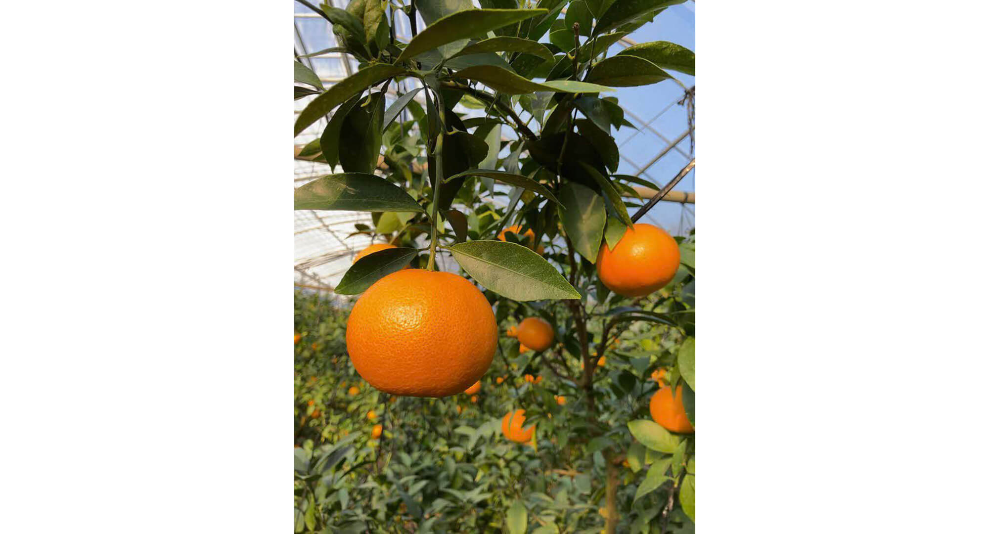 天草的“天草”、美味无双。 その3